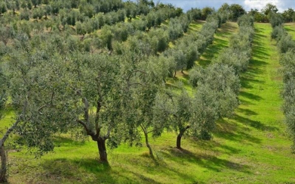 Επιστολή του Συνεταιρισμού για καθολική ακαρπία σε ελαιοκαλλιέργειες στην ευρύτερη περιοχή της Τ.Κ. Ελαιοχωρίου Αρκαδίας